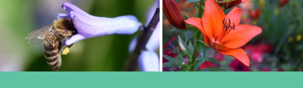 Best Bulbs for attracting bees - bee on hyacinth and picture of lily