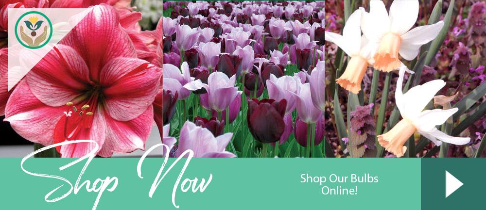 Bulb Store Online Brent and Becky's