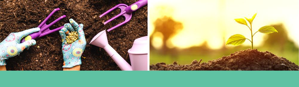 woman planting seeds and seedling