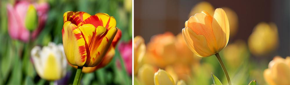 Growing Your Own Tulips - Brent and Becky's Bulbs Gloucester Virginia