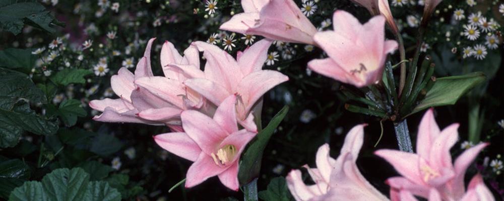 amazing-amarcrinum