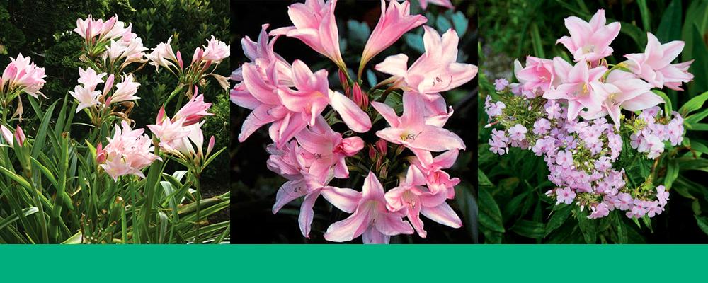 amazing-amarcrinum-header