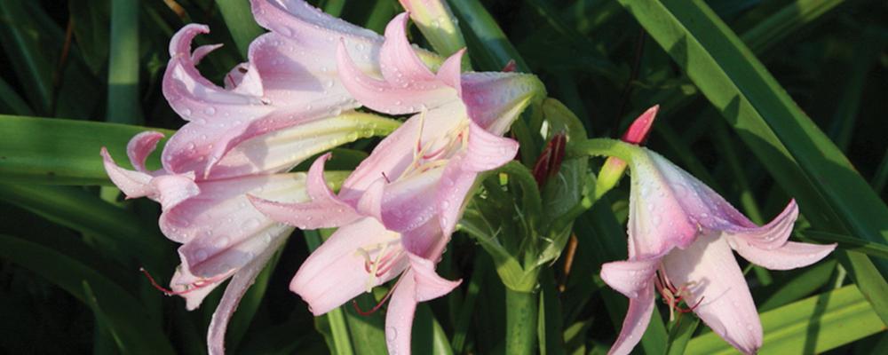 amazing-amarcrinum