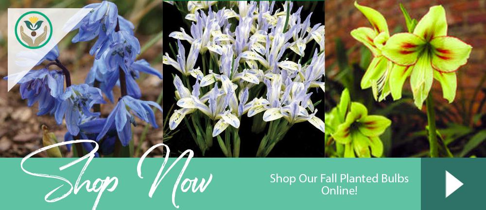 Fall Planted Bulbs at Brent and Becky's Online Store Virginia