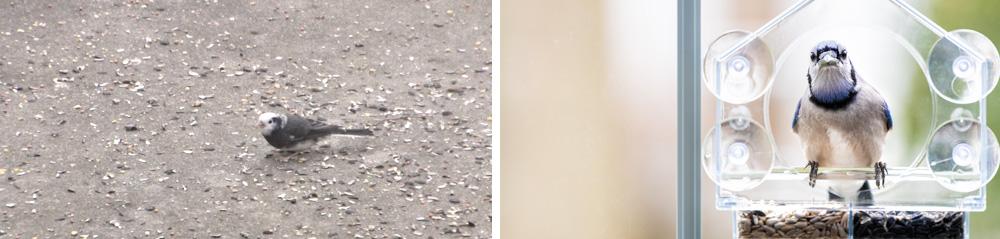 Virginia Birds