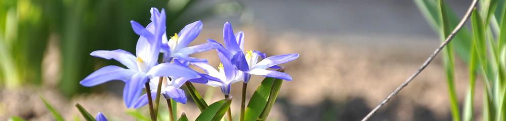 blue chionodoxa pollinator bulb collection