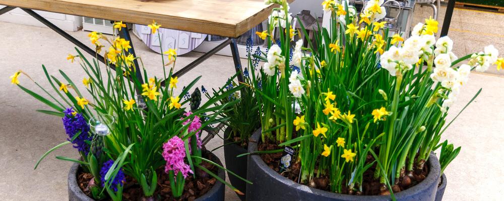 brent-and-becky-bulbs-planning-fall-plantings-daffodil-mixed-containers