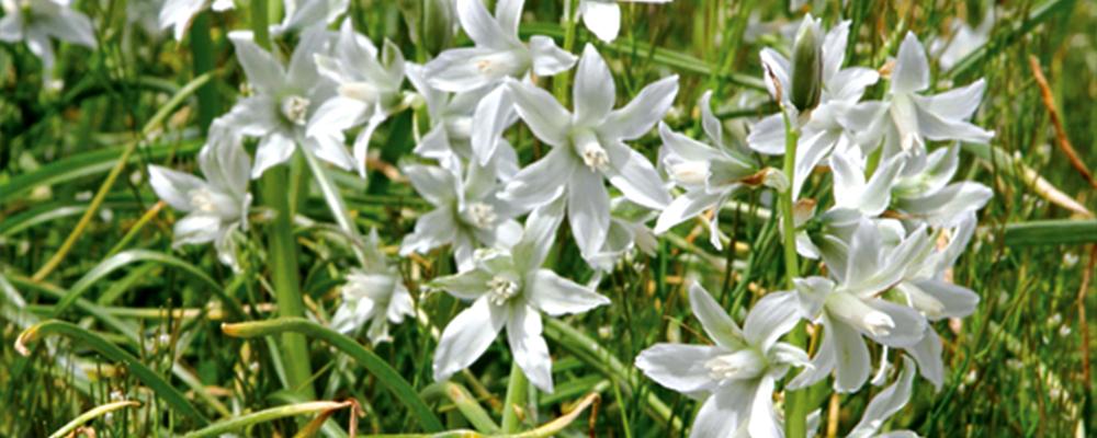 brent-and-becky-cut-flower-arrangement-ideas-scilla