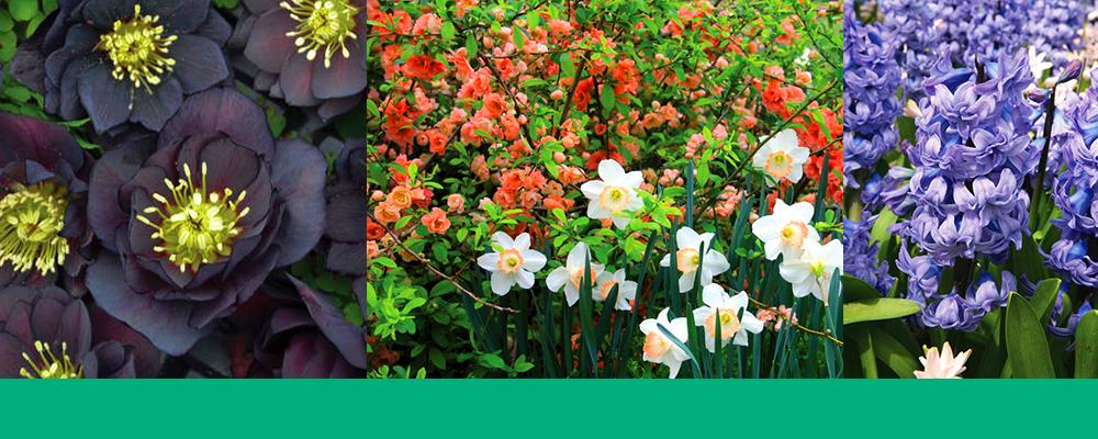 brent-and-becky-fall-catalogue-header-daffodil-hyacinth-helleborus