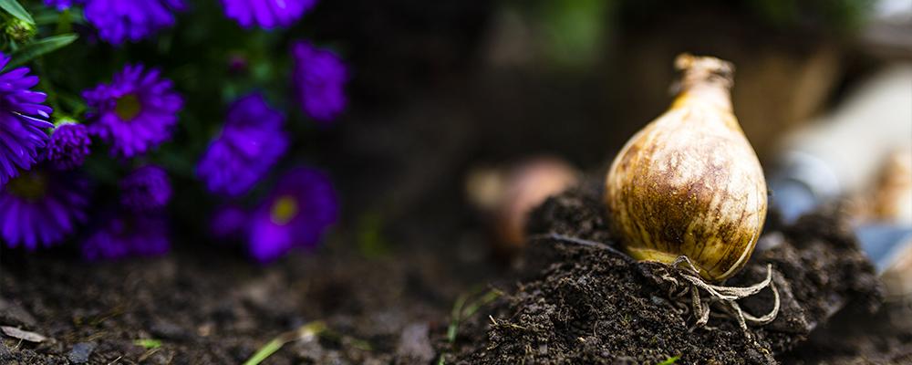 brent-and-beckys-bulb-food--soil-bulb