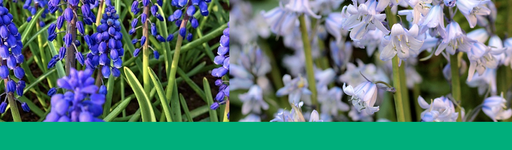 Summer Bulbs