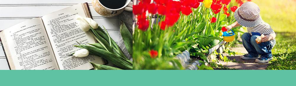 Child watering red tulip garden