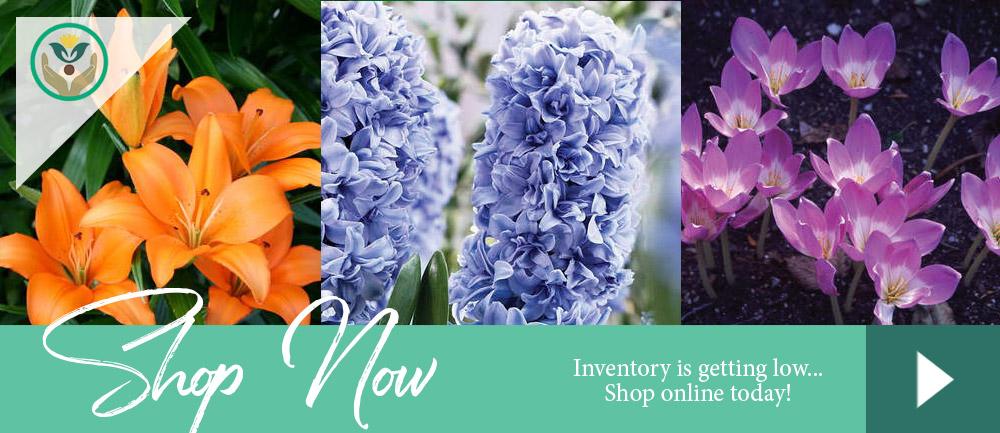 Best Bulbs for Bees Online Store - Brent & Becky's