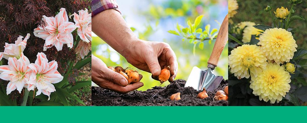 bulbs-make-you-happy-planting-amarylis-dahlia-header