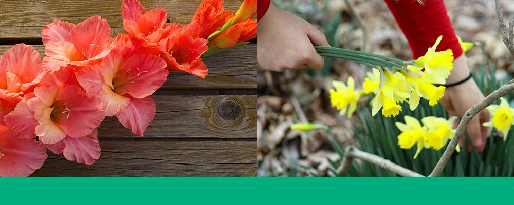 cut-bouquets-brent-and-becky-glads-daffodil-header