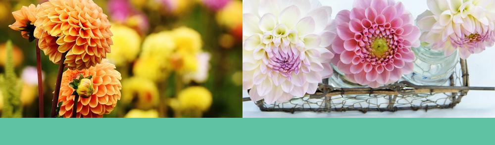 Orange yellow and pink dahlias