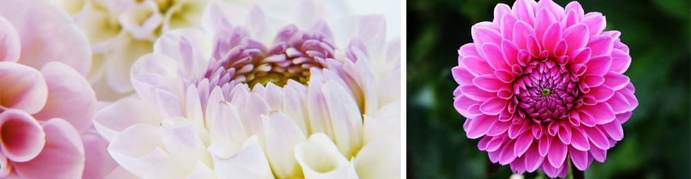 Purple and White Dahlias