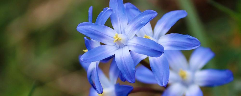 early-spring-bulbs-chionodoxa
