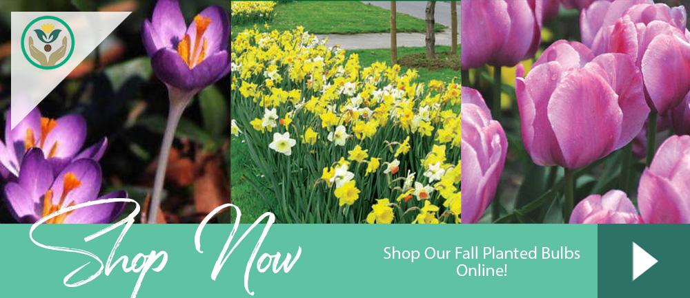 Fall Bulb Online Store - Crocus, Tulips, Daffodils Brent & Becky's Bulbs