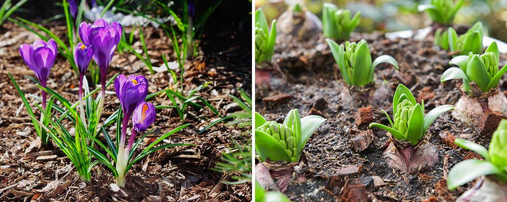 fall garden care guide crocus hyacinth planting bulbs mulch