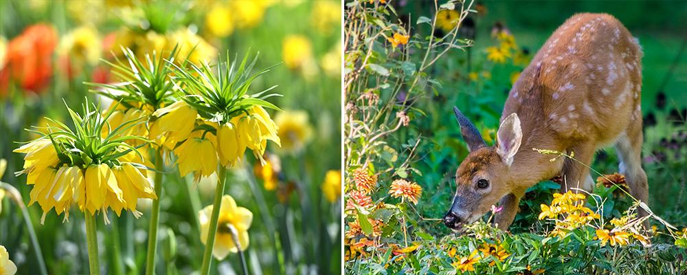 fall garden care guide deer resistant bulbs