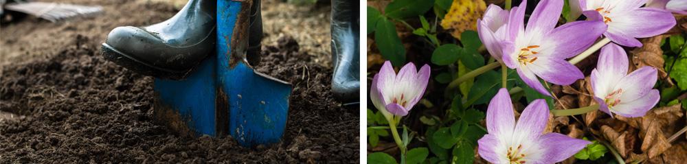 Fall Gardening Early Purple Crocus coming through the fall leaves