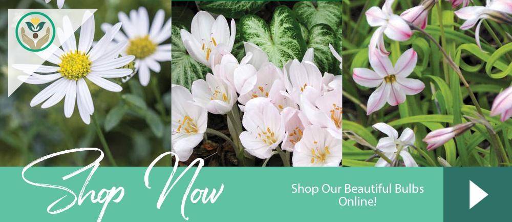 fall planted bulbs Brent and Becky's online store