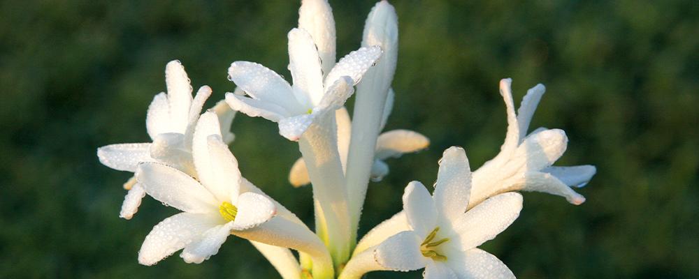 favorite-fragrant-bulbs-single-mexican