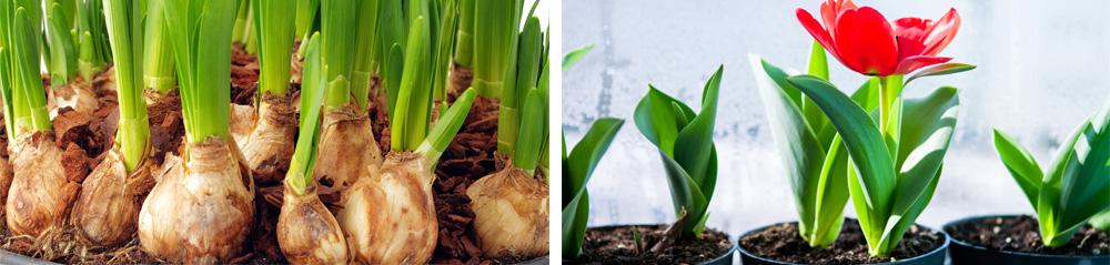 Flower bulbs and red tulip in planter