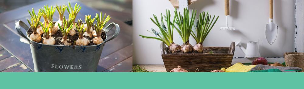 Flower bulbs in Planters