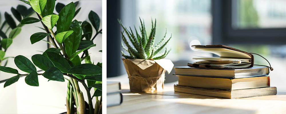 gifting-plants-for-the-holidays-zz-plant-succulent
