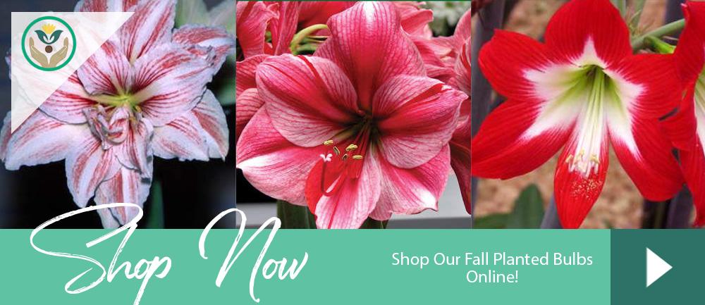 Hippeastrum Bulbs at Brent & Becky's Gloucester Virginia Online Store