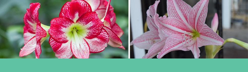 Hippeastrum Gardening - Pink Flowers
