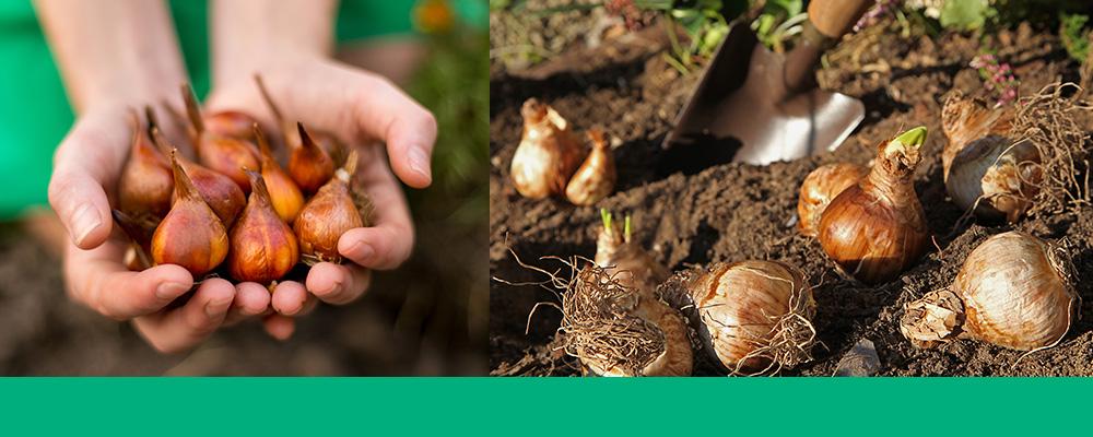 how deep to plant bulbs header