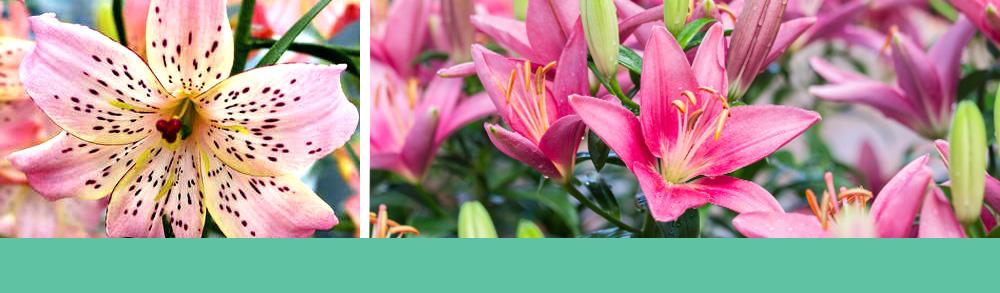 Growing Lilies - Brent and Becky's Blog