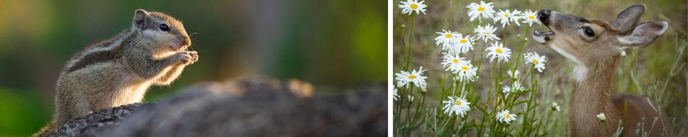 Deer and Squirrels - Garden Pests