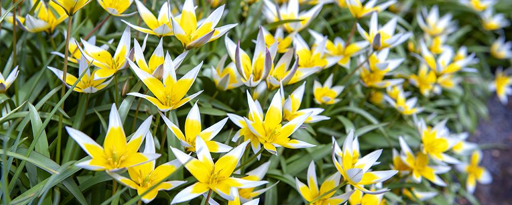 more-bulbs-per-stem-yellow-tarda-tulips
