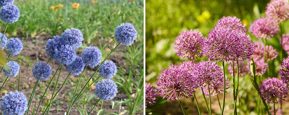 planting allium bulbs