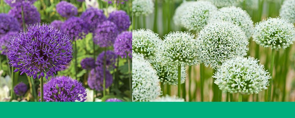 planting allium bulbs