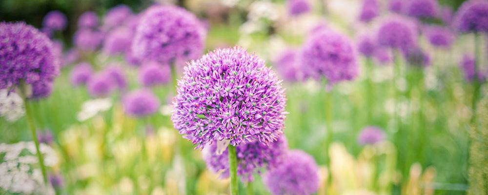 planting allium bulbs
