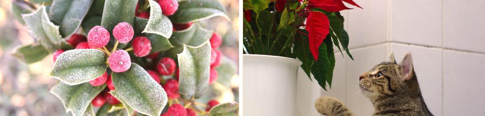 Holly Berries and Cat Looking at Poinsettia