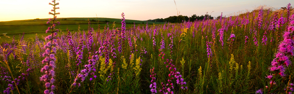 prairie meadows garden trekking brent
