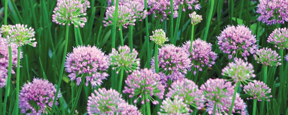 preview-our-spring-planted-catalogue-allium-millenium