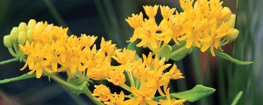 preview-our-spring-planted-catalogue-hello-yellow