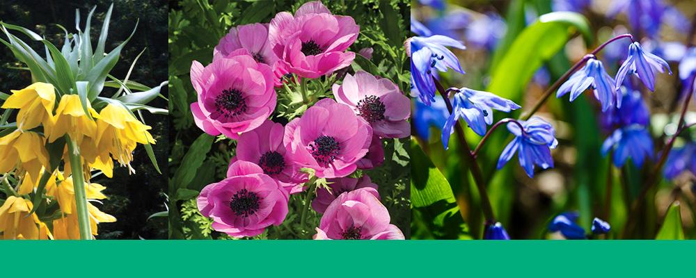 rabbit-resistant-brent-and-beckys-header