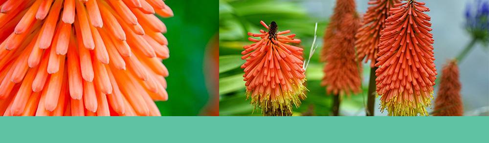 Red Hot Pokers - title image