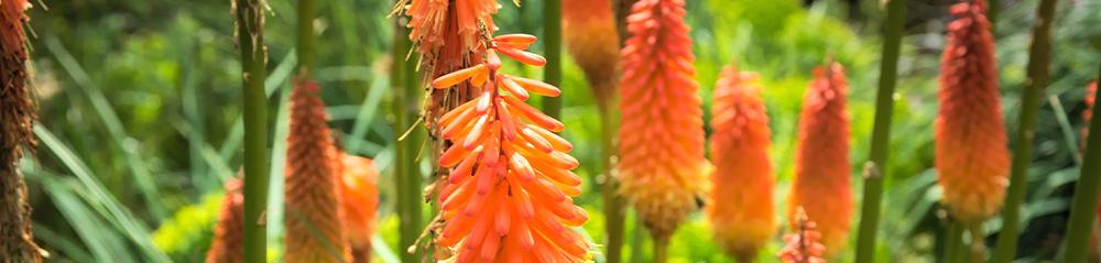 Closeup of Red Hot Pokers in outdoor garden