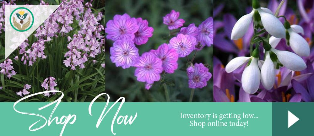 Best Bulbs For Shade on Brent & Becky's Online Store