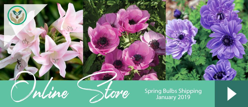 Spring Bulbs 2019