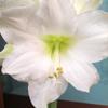 Christmas Gift Hippeastrum White flower